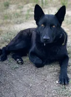 shadow, a male German Shepherd Dog for sale in Murrieta, CA – 3 of 3