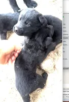 FOXTROT, a female German Shepherd Dog for sale in Murrieta, CA – Photo 4 of 4