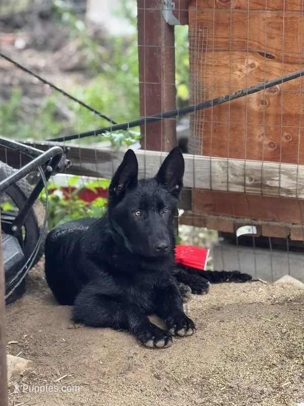 FOXTROT – German Shepherd Dog puppy for sale in Murrieta, CA