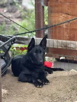 ECHO, a male German Shepherd Dog for sale in Murrieta, CA – Photo 3 of 3