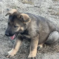 BONITA, a female German Shepherd Dog for sale in Murrieta, CA – Photo 6 of 9