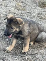 BONITA, a female German Shepherd Dog for sale in Murrieta, CA – Photo 6 of 9