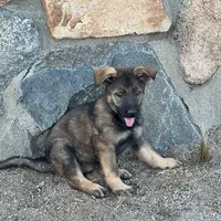 BONITA, a female German Shepherd Dog for sale in Murrieta, CA – Photo 8 of 9