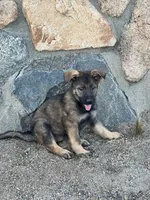 BONITA, a female German Shepherd Dog for sale in Murrieta, CA – Photo 8 of 9