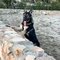 BONITA, a female German Shepherd Dog for sale in Murrieta, CA – Photo 4 of 9