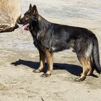 BONITA, a female German Shepherd Dog for sale in Murrieta, CA – Photo 5 of 9