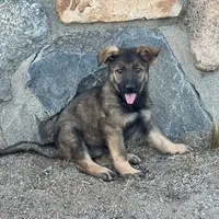 BONITA, a female German Shepherd Dog for sale in Murrieta, CA – Photo 1 of 9