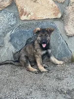 BONITA, a female German Shepherd Dog for sale in Murrieta, CA – Photo 1 of 9