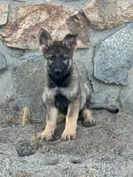 BONITA, a female German Shepherd Dog for sale in Murrieta, CA – Photo 9 of 9