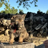 BONITA, a female German Shepherd Dog for sale in Murrieta, CA – Photo 3 of 9