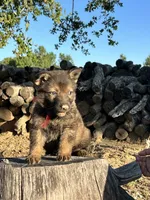 BONITA, a female German Shepherd Dog for sale in Murrieta, CA – Photo 3 of 9