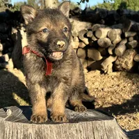 BONITA, a female German Shepherd Dog for sale in Murrieta, CA – Photo 2 of 9