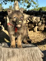BONITA, a female German Shepherd Dog for sale in Murrieta, CA – Photo 2 of 9
