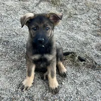 BONITA, a female German Shepherd Dog for sale in Murrieta, CA – Photo 7 of 9