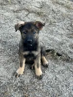 BONITA, a female German Shepherd Dog for sale in Murrieta, CA – Photo 7 of 9