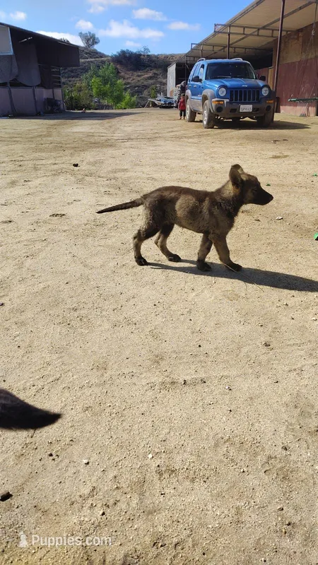 Rolex – German Shepherd Dog puppy for sale in Murrieta, CA