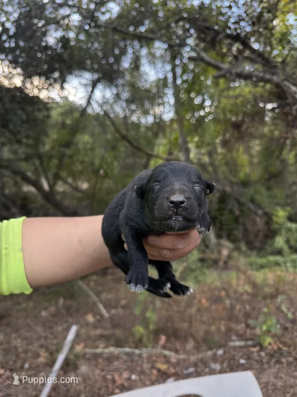 Duke – German Shepherd Dog puppy for sale in Murrieta, CA