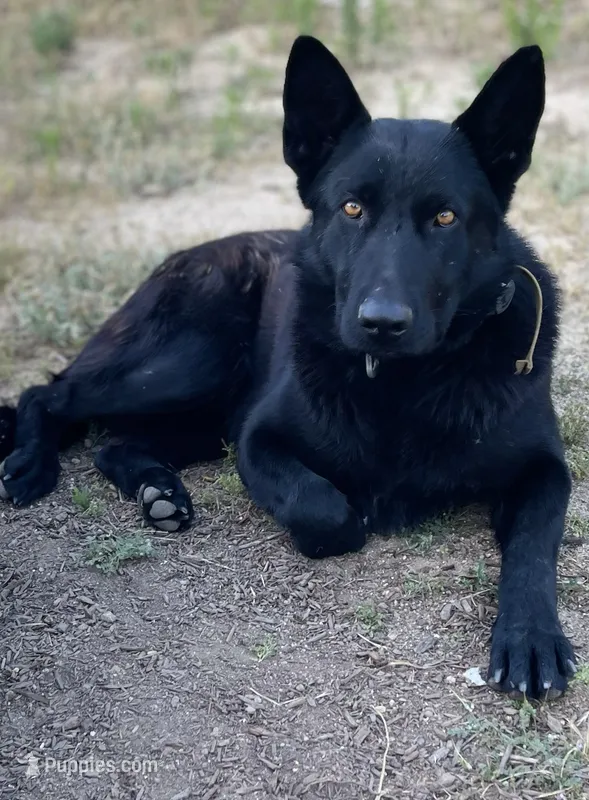 Jet – German Shepherd Dog puppy for sale in Murrieta, CA