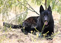 Jet, a male German Shepherd Dog for sale in Murrieta, CA – 2 of 2