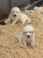 Blanco, a male Great Pyrenees for sale in Murrieta, CA – 3 of 10
