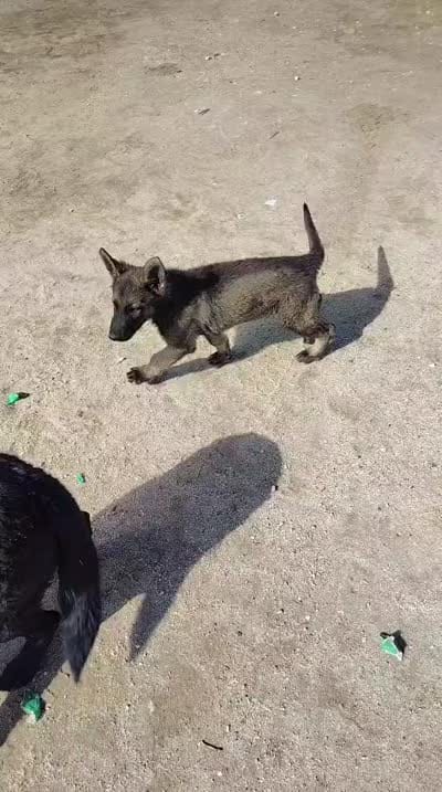 Rolex, a male German Shepherd Dog for sale in Murrieta, CA – 3 of 3