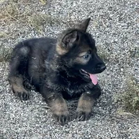 CRUZ, a male German Shepherd Dog for sale in Murrieta, CA – Photo 4 of 8