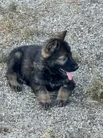 CRUZ, a male German Shepherd Dog for sale in Murrieta, CA – Photo 4 of 8