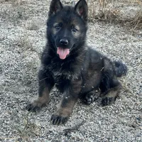 CRUZ, a male German Shepherd Dog for sale in Murrieta, CA – Photo 1 of 8