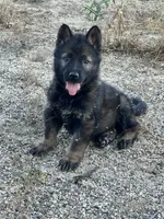 CRUZ, a male German Shepherd Dog for sale in Murrieta, CA – Photo 1 of 8