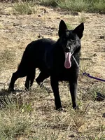 CRUZ, a male German Shepherd Dog for sale in Murrieta, CA – Photo 8 of 8