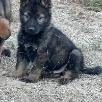 CRUZ, a male German Shepherd Dog for sale in Murrieta, CA – Photo 3 of 8