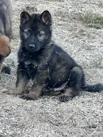 CRUZ, a male German Shepherd Dog for sale in Murrieta, CA – Photo 3 of 8