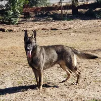 CRUZ, a male German Shepherd Dog for sale in Murrieta, CA – Photo 6 of 8