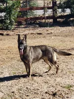 CRUZ, a male German Shepherd Dog for sale in Murrieta, CA – Photo 6 of 8