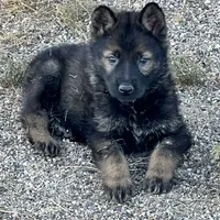 CRUZ, a male German Shepherd Dog for sale in Murrieta, CA – Photo 2 of 8