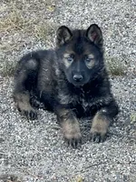 CRUZ, a male German Shepherd Dog for sale in Murrieta, CA – Photo 2 of 8