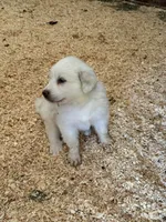Pluto, a male Great Pyrenees for sale in Murrieta, CA – 2 of 10
