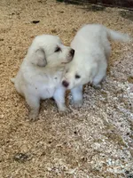 Blanco, a male Great Pyrenees for sale in Murrieta, CA – 4 of 10