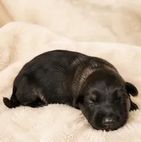 shadow, a male German Shepherd Dog for sale in Murrieta, CA – 1 of 3