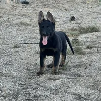 BROCO, a male German Shepherd Dog for sale in Murrieta, CA – Photo 9 of 10