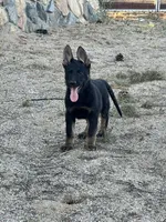 BROCO, a male German Shepherd Dog for sale in Murrieta, CA – Photo 9 of 10