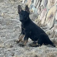 BROCO, a male German Shepherd Dog for sale in Murrieta, CA – Photo 8 of 10