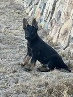 BROCO, a male German Shepherd Dog for sale in Murrieta, CA – Photo 8 of 10