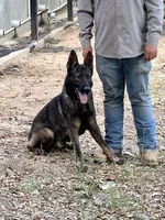 BROCO, a male German Shepherd Dog for sale in Murrieta, CA – Photo 4 of 10