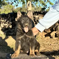 BROCO, a male German Shepherd Dog for sale in Murrieta, CA – Photo 2 of 10