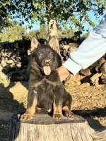 BROCO, a male German Shepherd Dog for sale in Murrieta, CA – Photo 2 of 10
