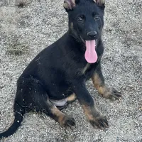 BROCO, a male German Shepherd Dog for sale in Murrieta, CA – Photo 1 of 10