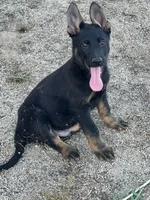 BROCO, a male German Shepherd Dog for sale in Murrieta, CA – Photo 1 of 10