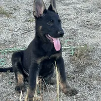 BROCO, a male German Shepherd Dog for sale in Murrieta, CA – Photo 10 of 10