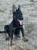 BROCO, a male German Shepherd Dog for sale in Murrieta, CA – Photo 10 of 10